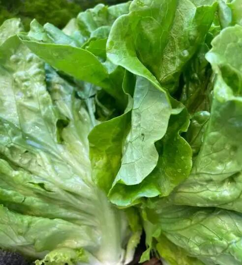 蔬菜配送-蔬菜配送-广东省千沅商贸有限公司