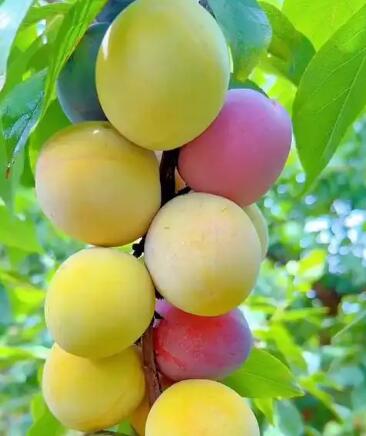 瓜果配送-食材配送-广东省千沅商贸有限公司