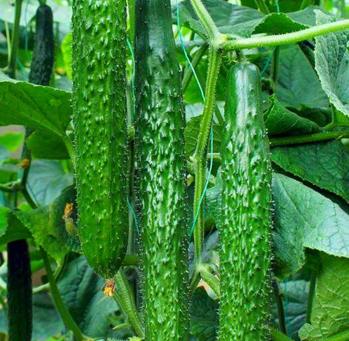 蔬菜配送-蔬菜配送-广东省千沅商贸有限公司