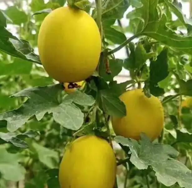 广东省千沅商贸有限公司-食材配送-瓜果配送