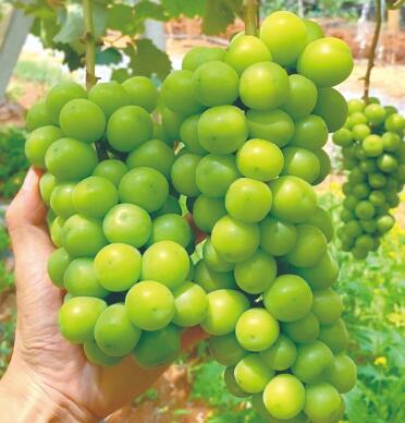 瓜果配送-食材配送-广东省千沅商贸有限公司